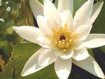 Lotus von Neerav