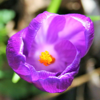 Osho-Rebalancing - Session 1